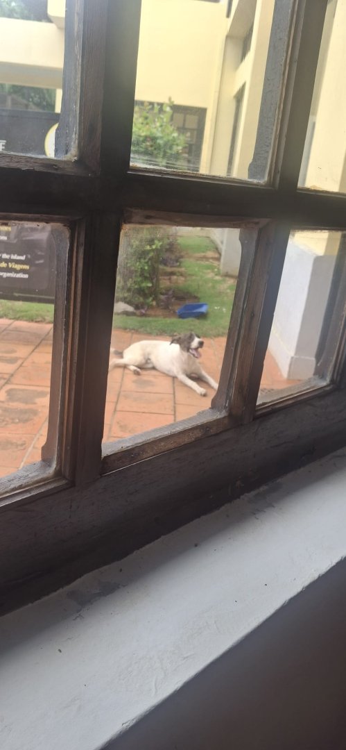 Procuramos dono para Privy