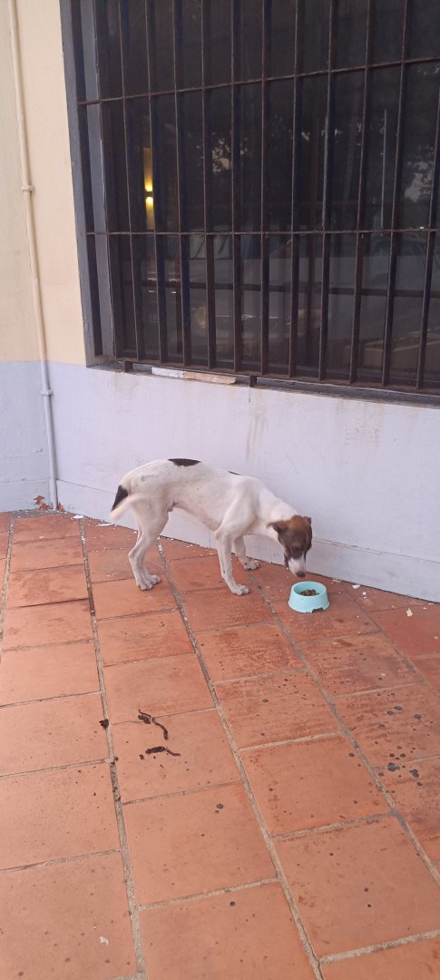 Procuramos dono para Privy