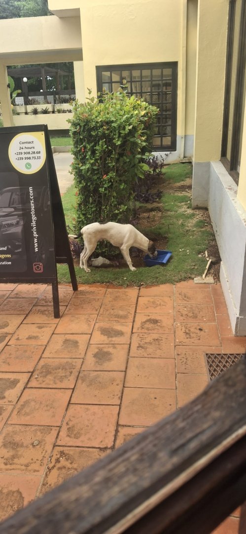 Procuramos dono para Privy