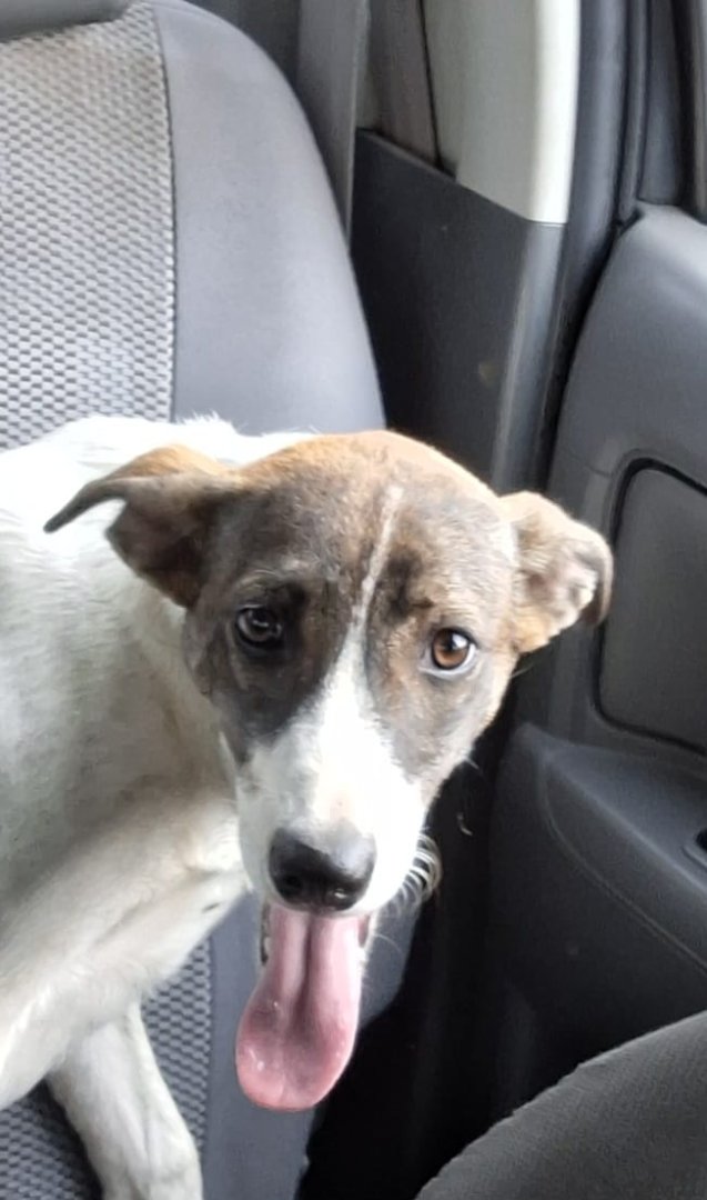 Procuramos dono para Privy