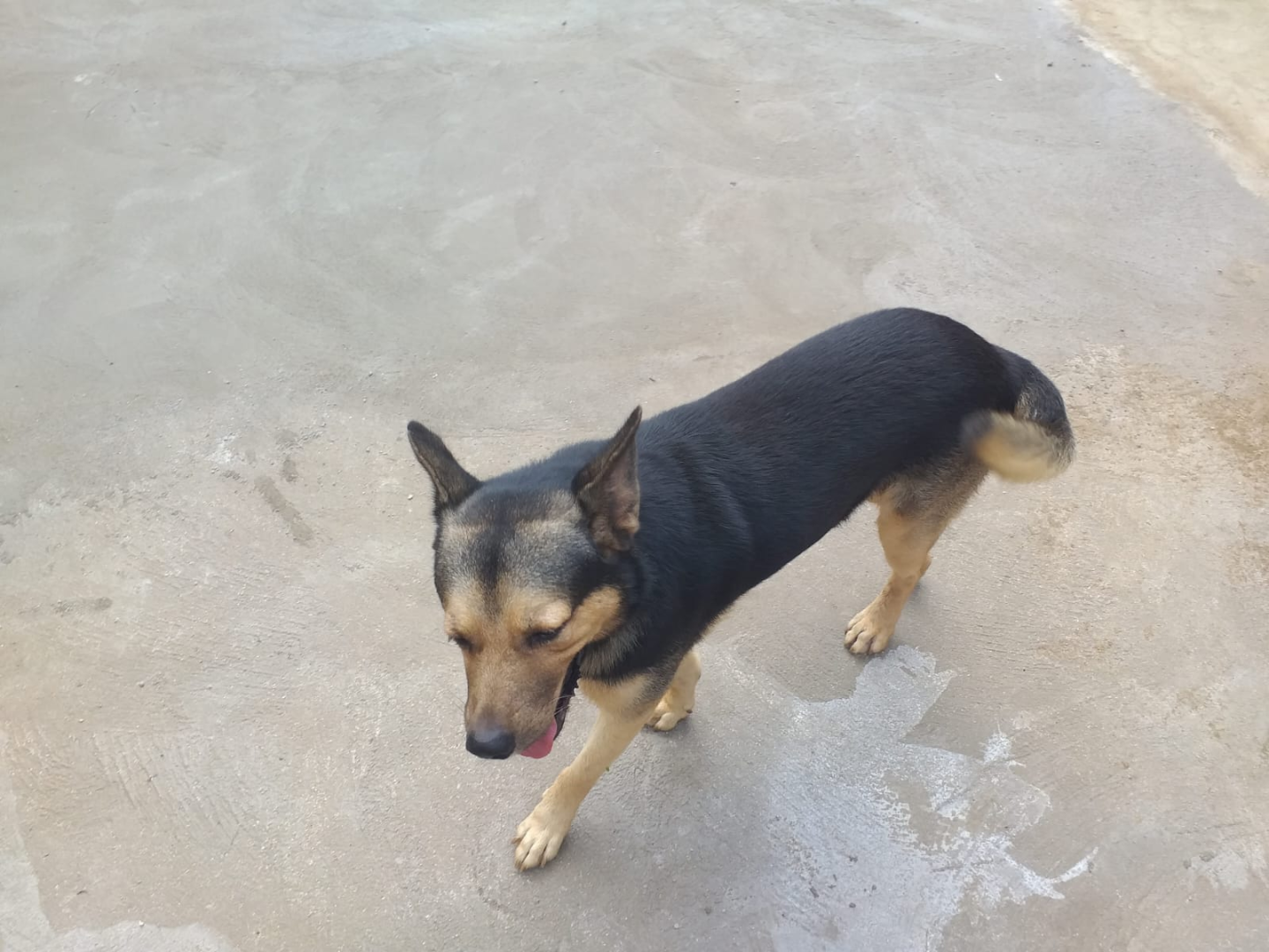 Procura-se cães desaparecidos na zona de Palmar