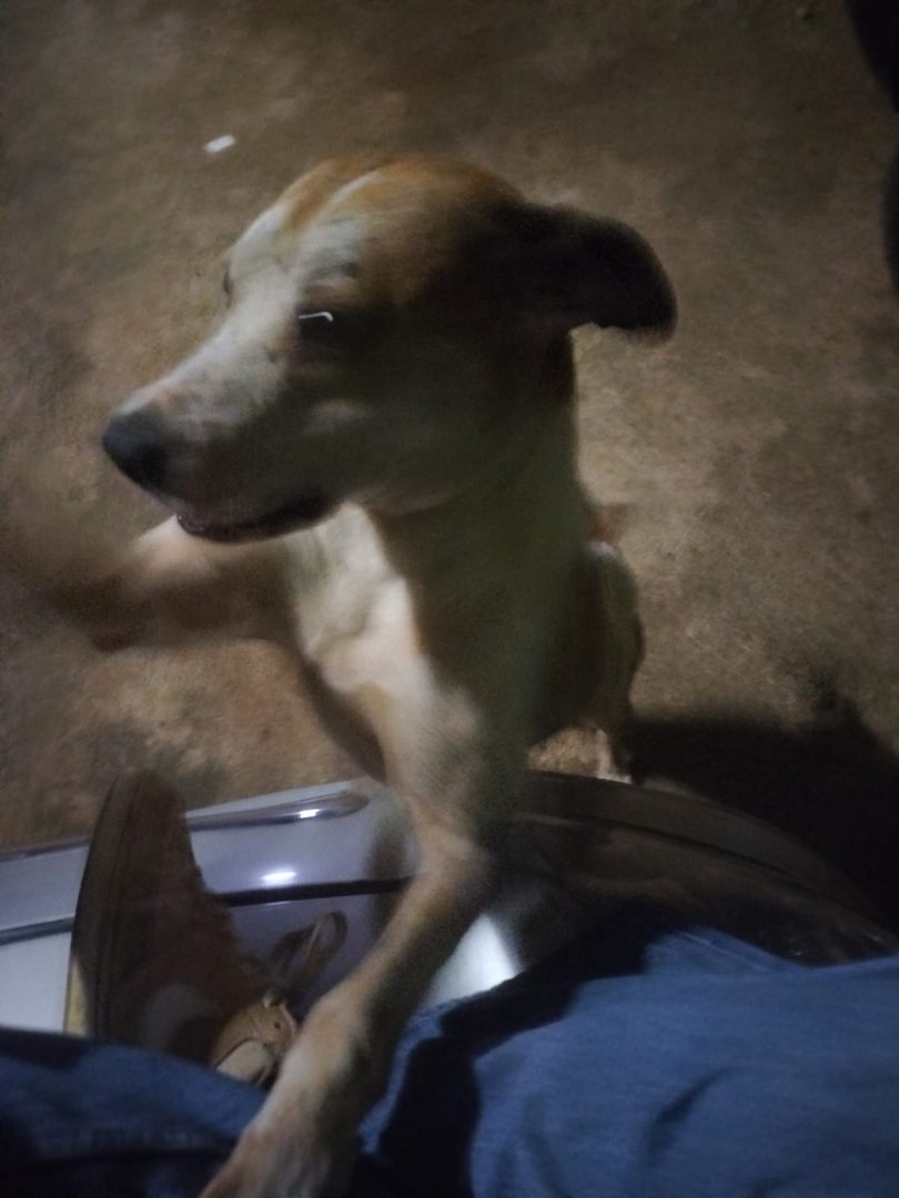 Procura-se cães desaparecidos na zona de Palmar