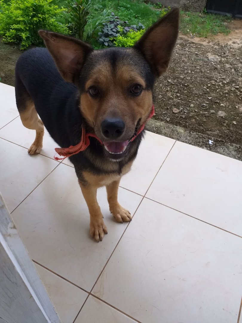 Procura-se cães desaparecidos na zona de Palmar