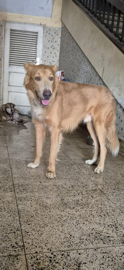 Cão perdido encontrado no Centro Cultural Português