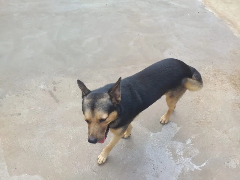 Procura-se cães desaparecidos na zona de Palmar
