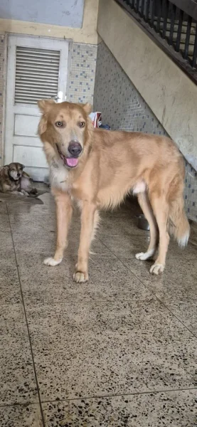 Cão perdido encontrado no Centro Cultural Português