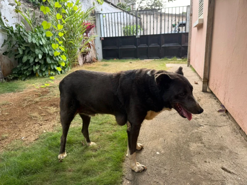 Cão perdido - Procura-se